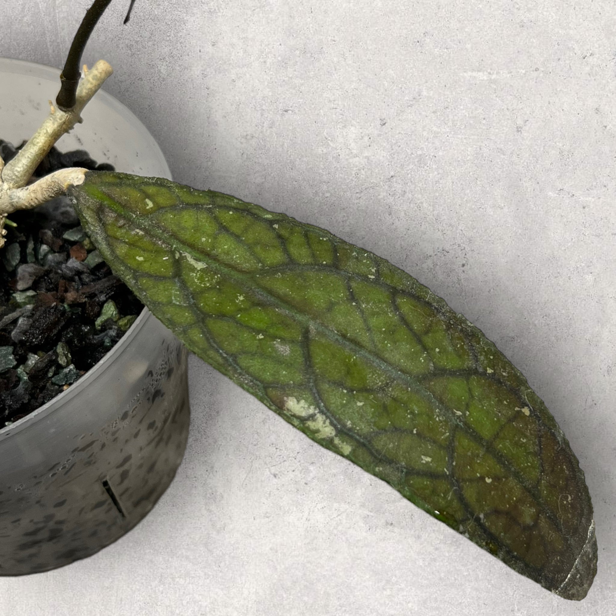 Hoya clemensiorum CL007