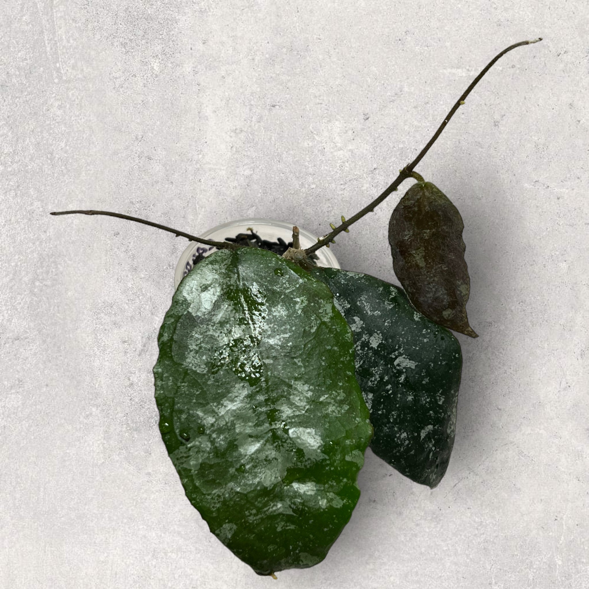 Hoya caudata (silver) CAUDSI001