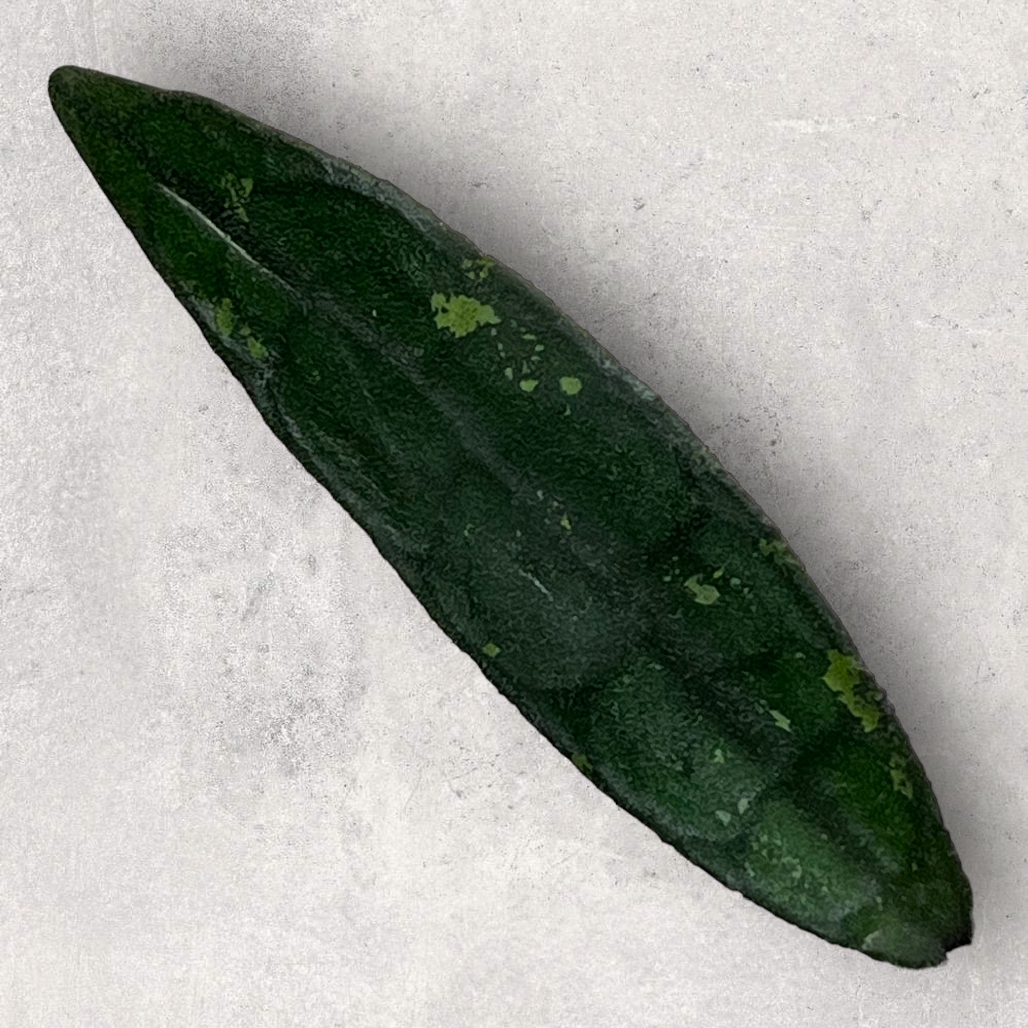Hoya clemensiorum CL006
