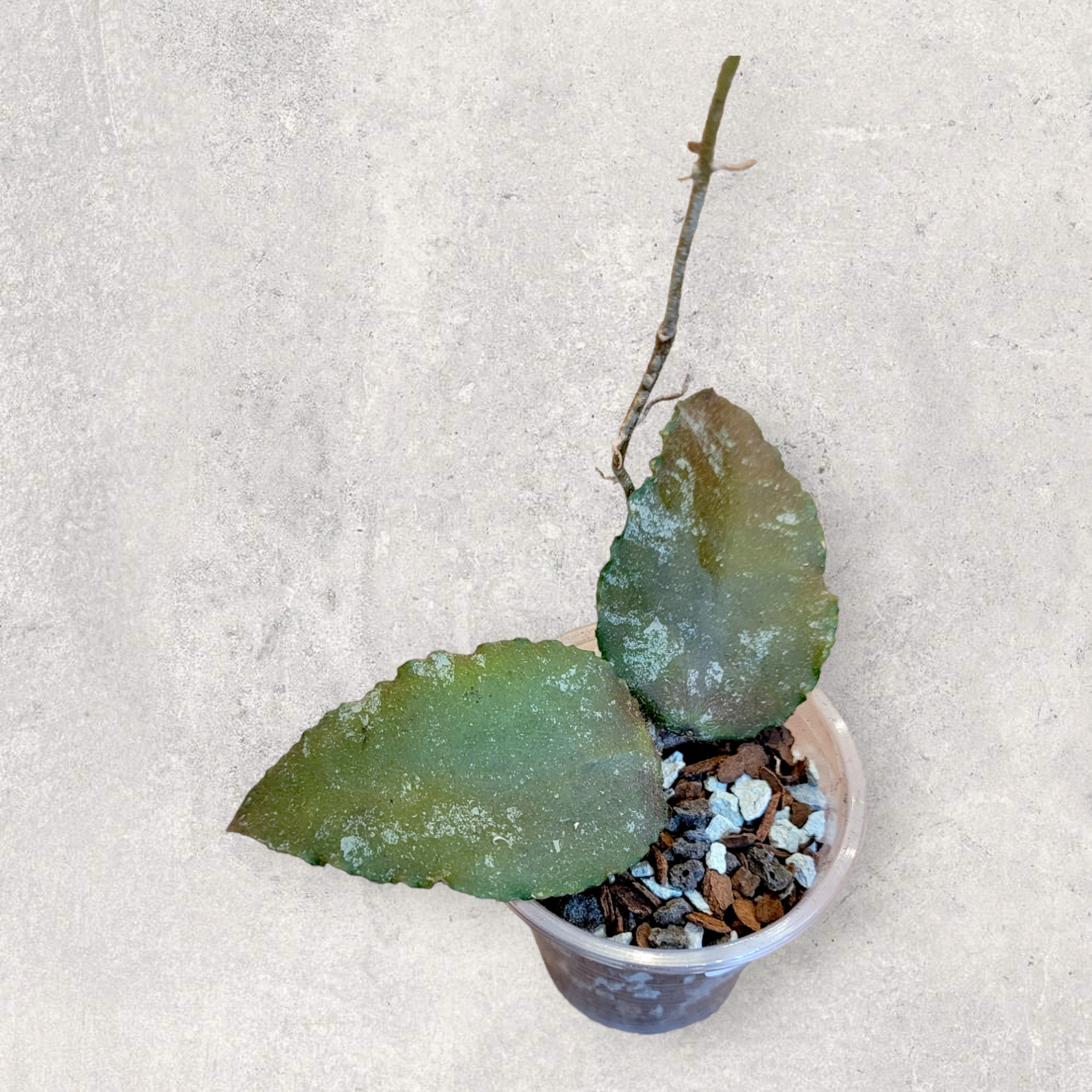 Hoya caudata ‘Sumatra’ csu002