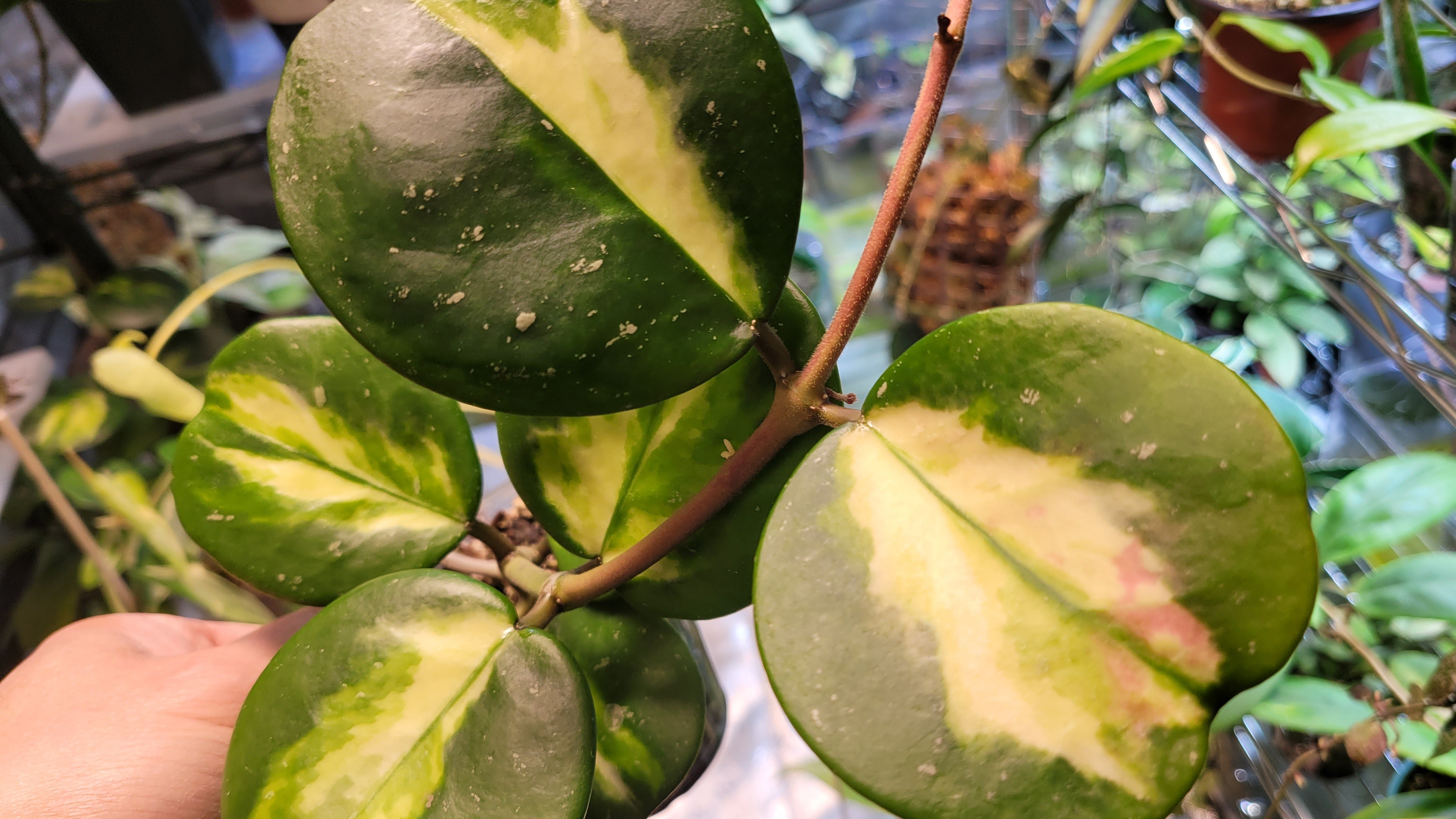 Are Hoya Plants Hard To Keep Alive?