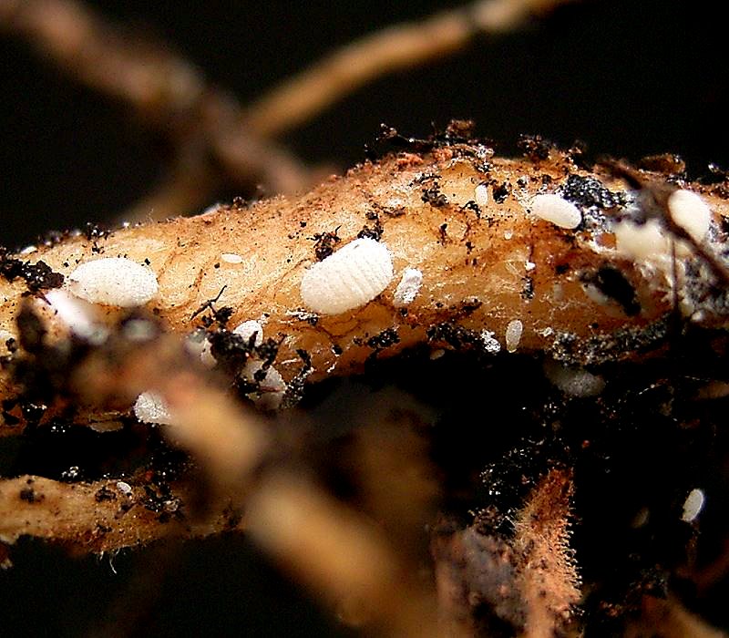 Hoyas and Root Mealybugs