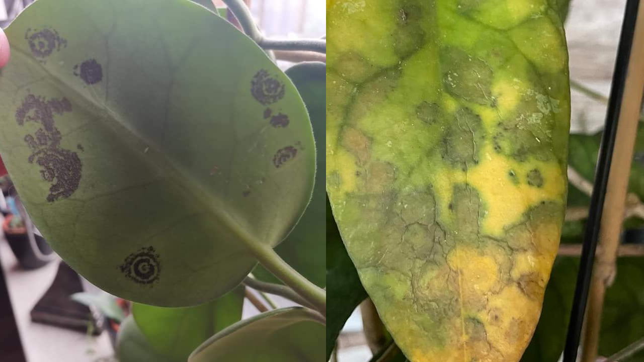 Viral Infections in Hoya Plants