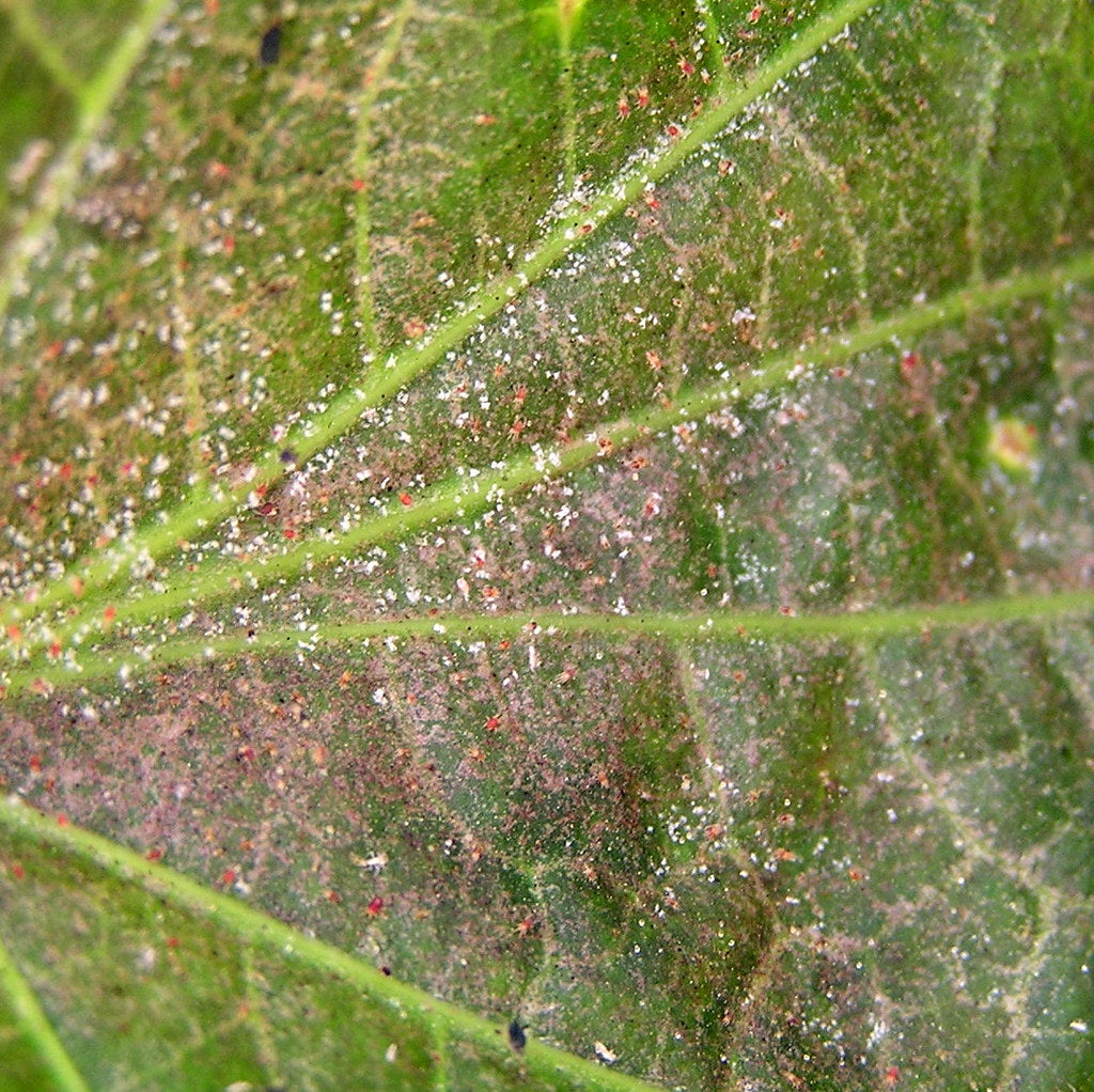 Hoyas and Spider Mites