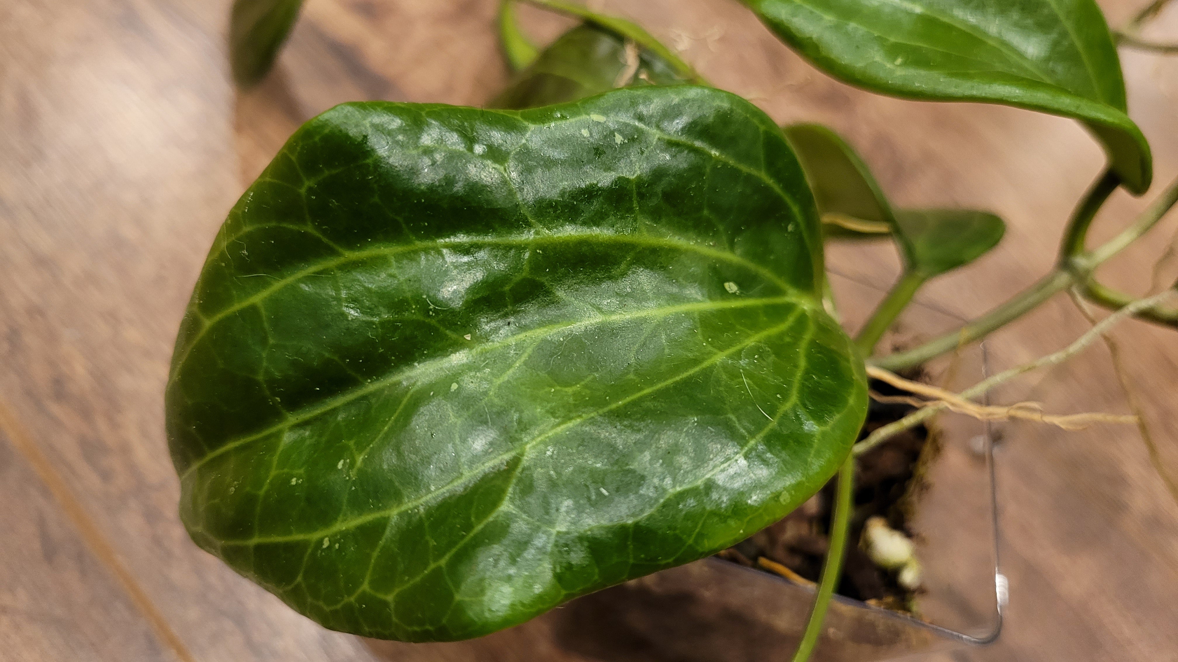 Hoya quinquenervia