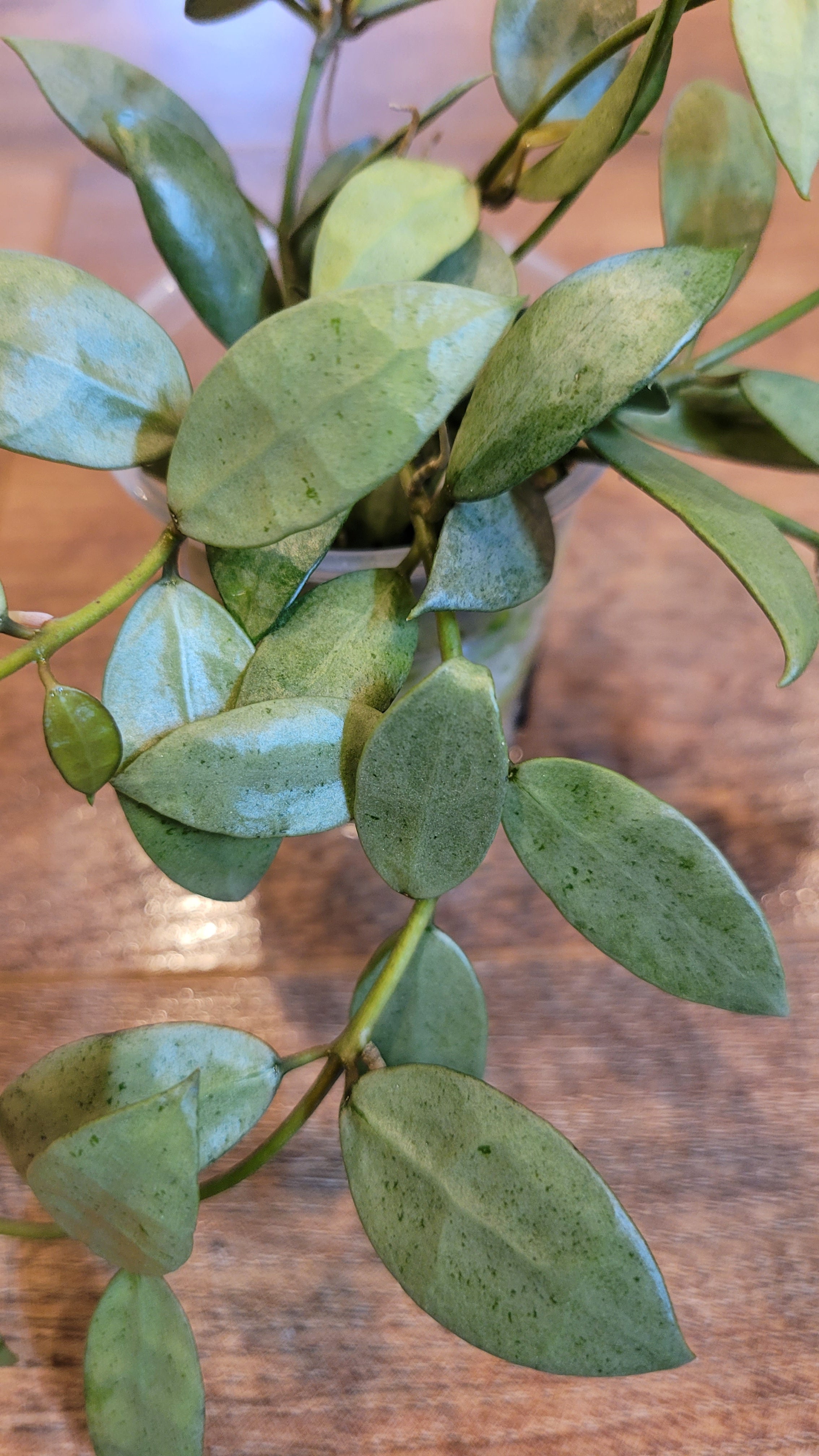 Hoya lacunosa louisa's silver lls001