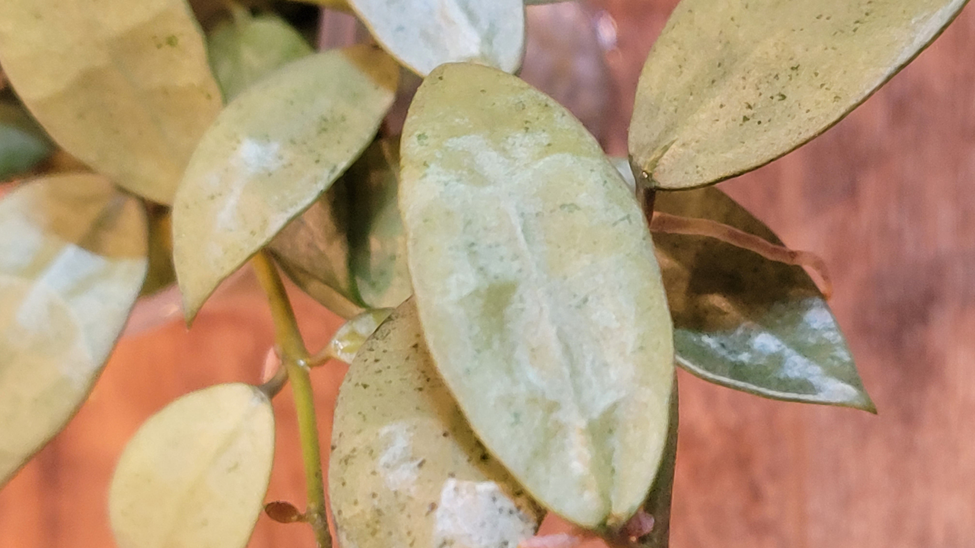 Hoya lacunosa Louisa's Silver