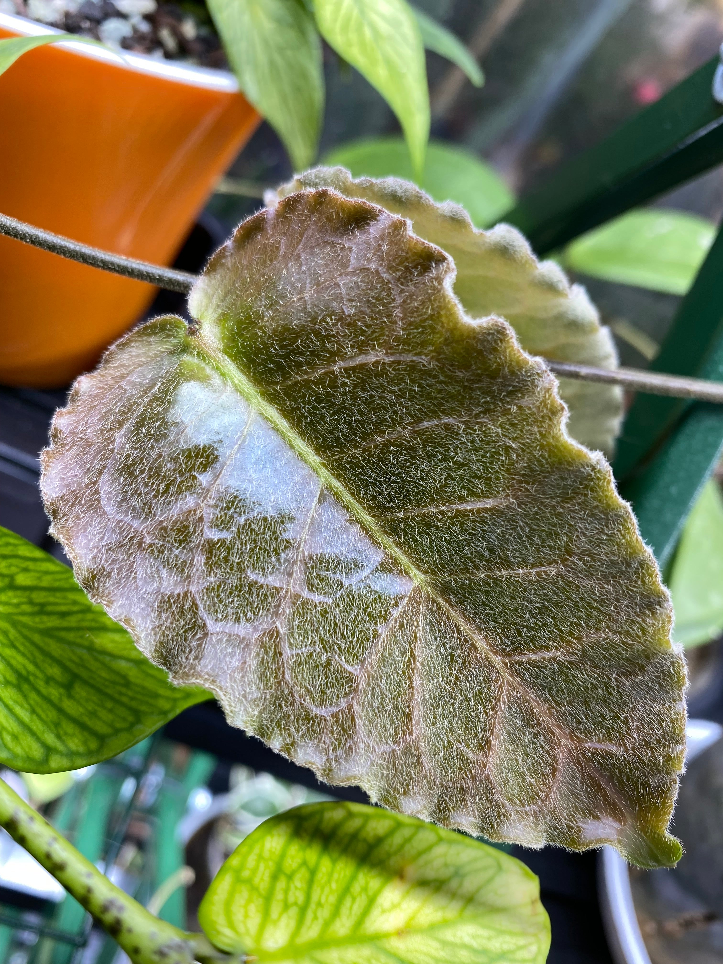 Hoya versteegii