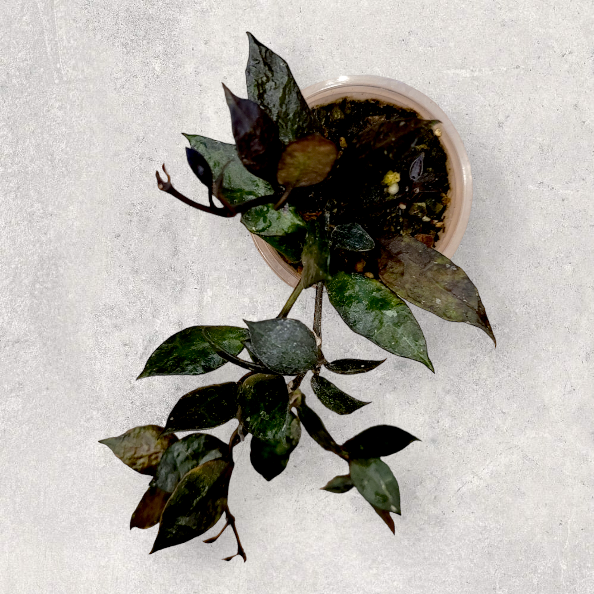 Hoya krohniana argent hks001