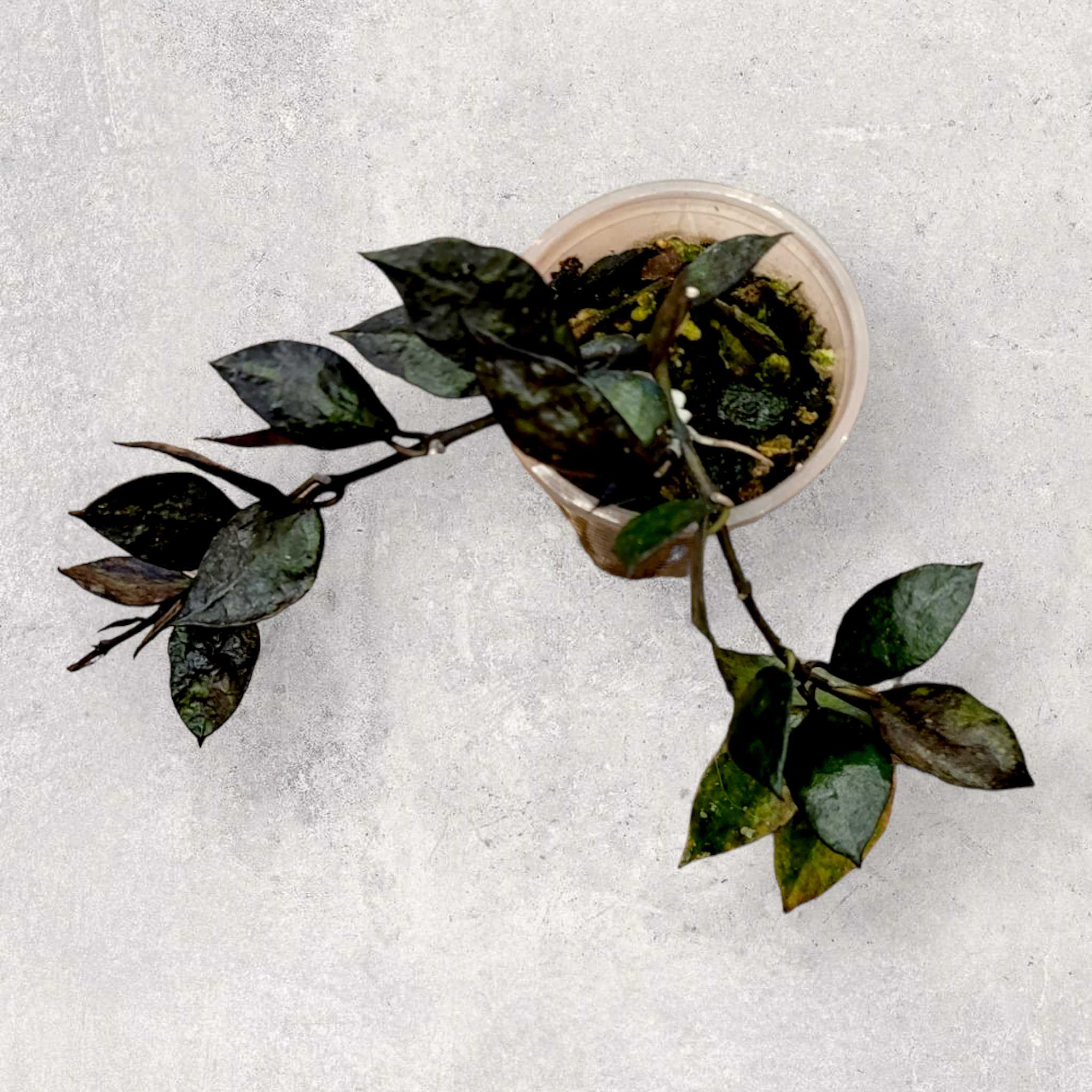 Hoya krohniana argent hks001