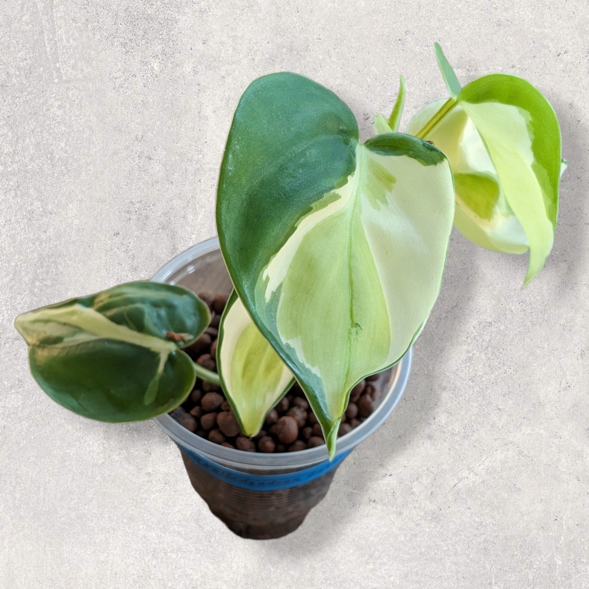 Philodendron Gabby Canada