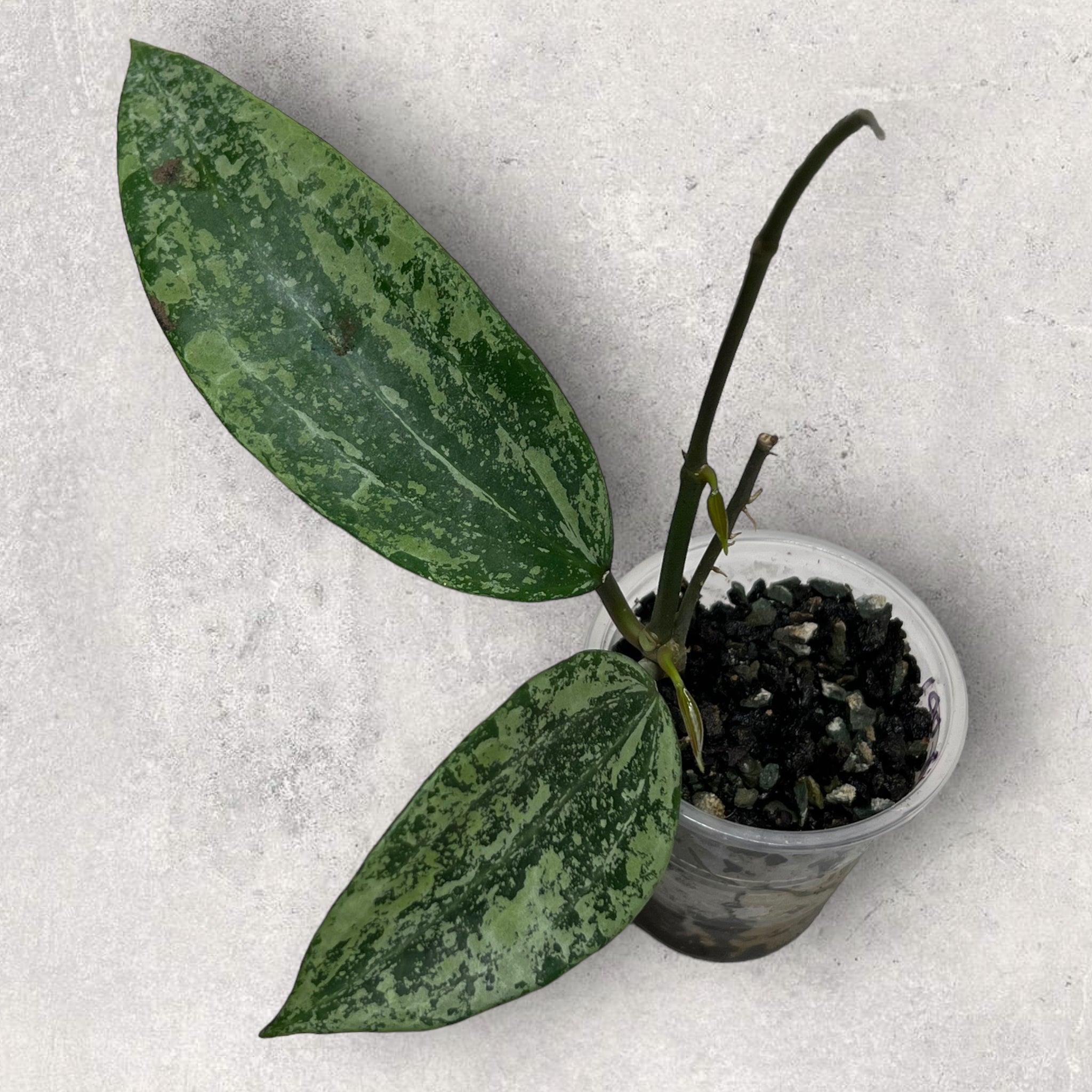 Hoya latifolia EPC858 LAT858001