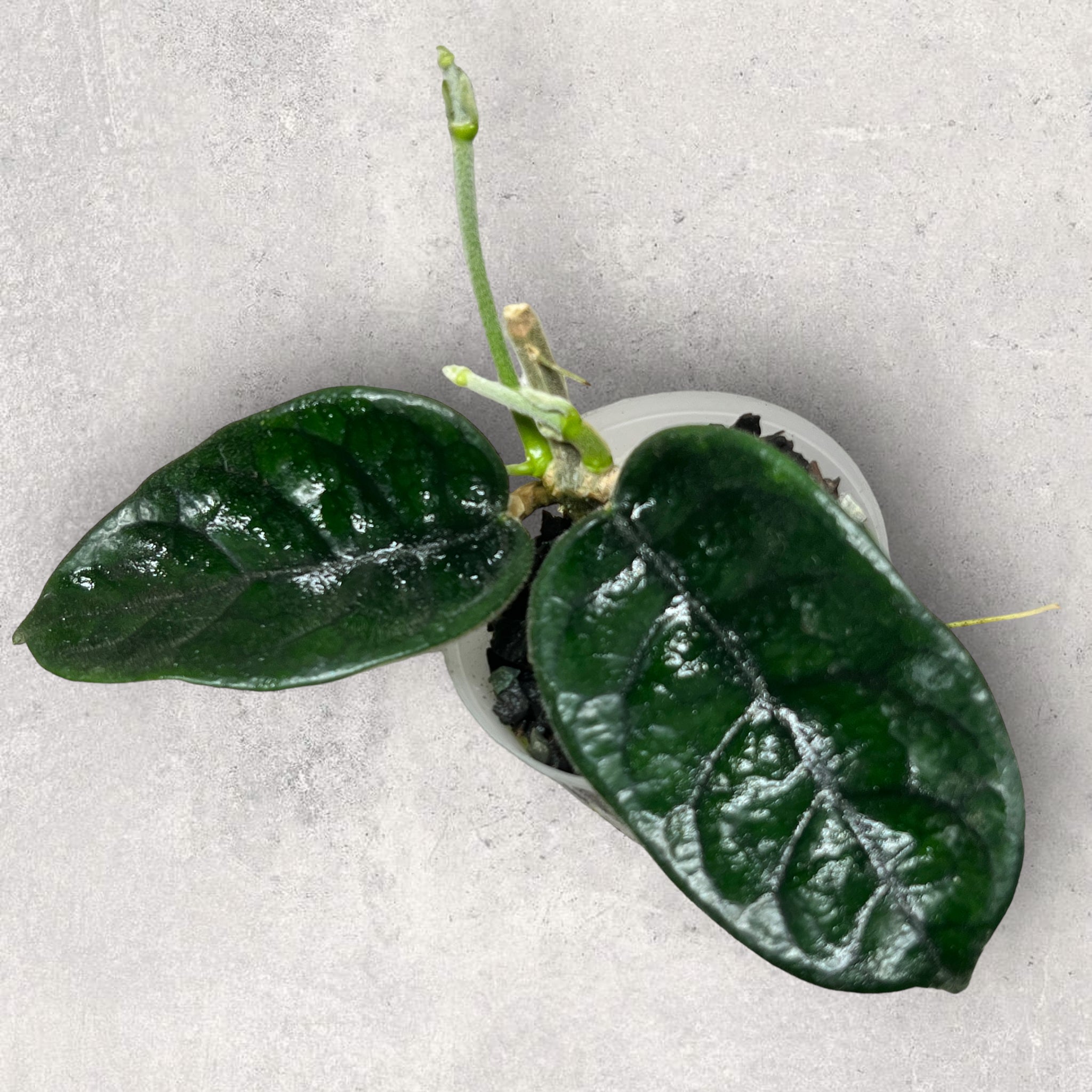 Hoya aff. globulosa ‘Cao Bằng’ GCB001
