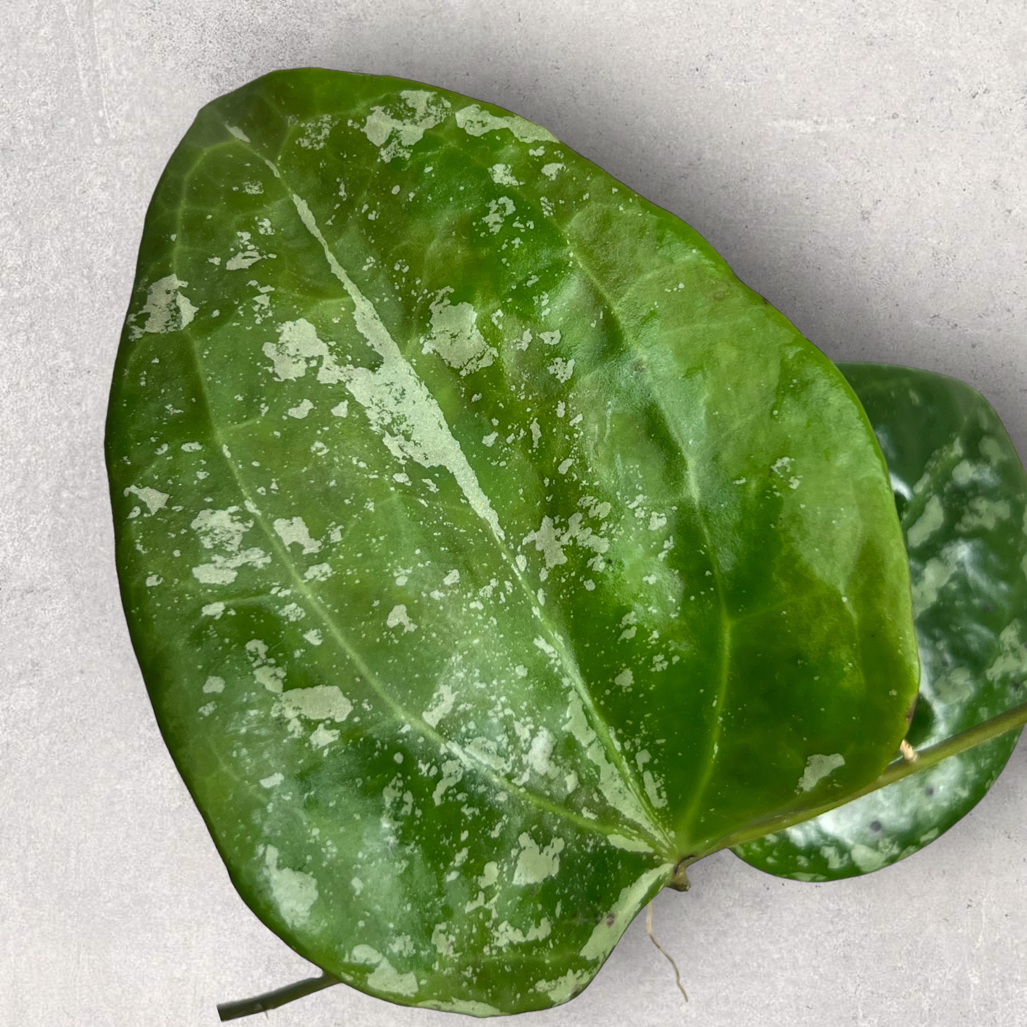 Hoya latifolia reine des neiges hsq004