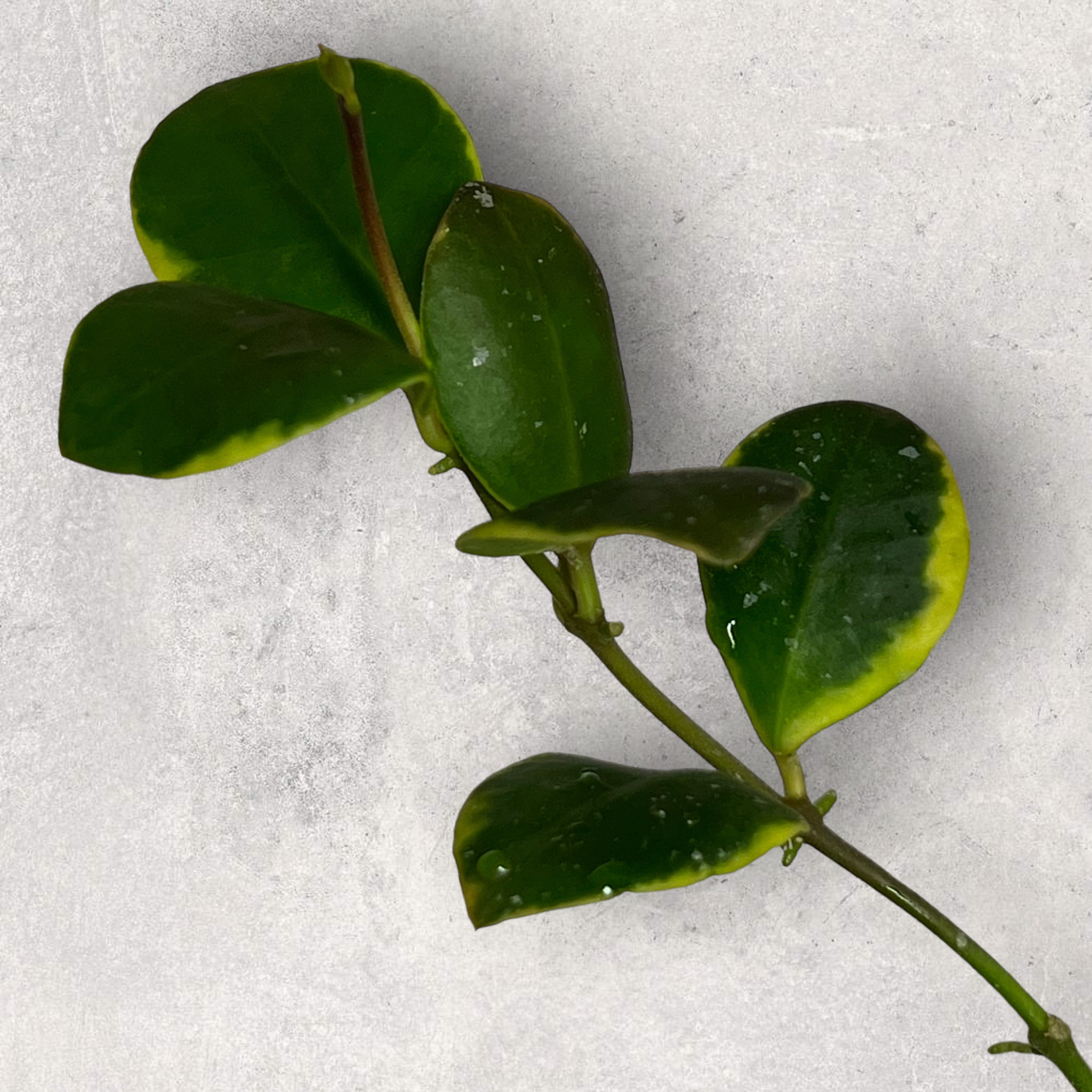 Hoya heuschkeliana (albomarginata) HHA006
