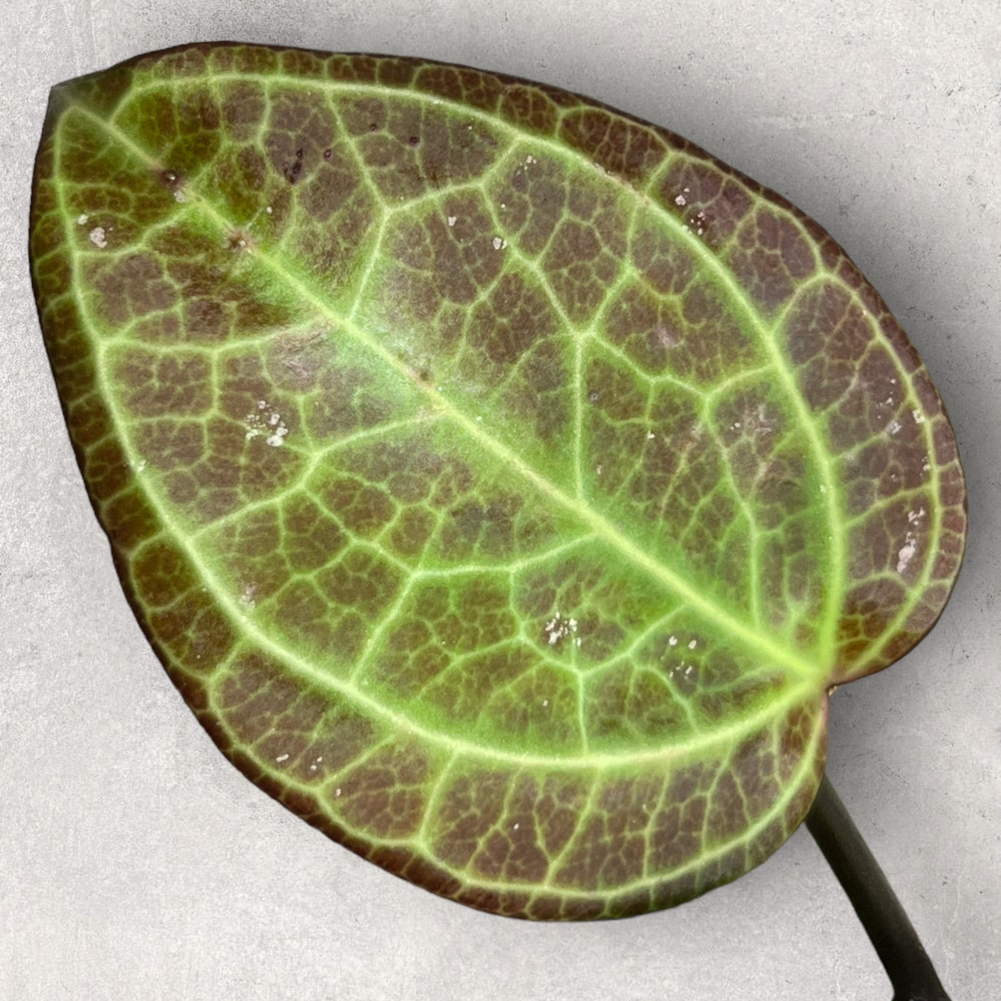 Hoya latifolia sp. 'Sarawak' (fleur crème) SARC001