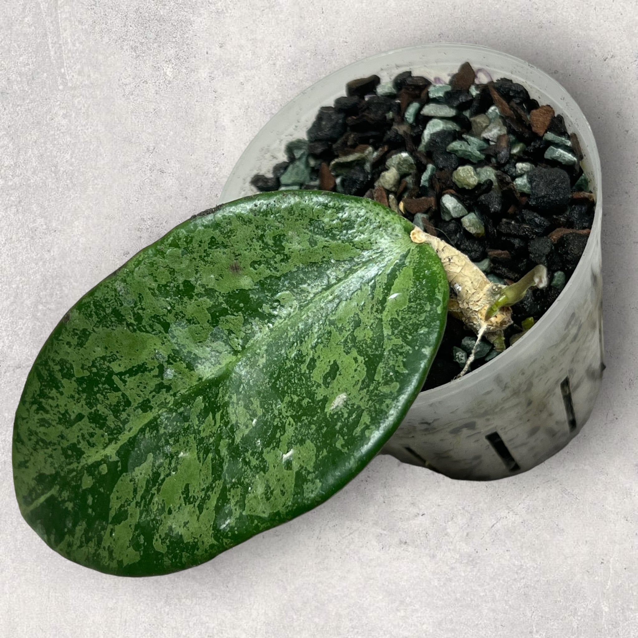 Copy of Hoya verticillata ‘Rime’ RIME002