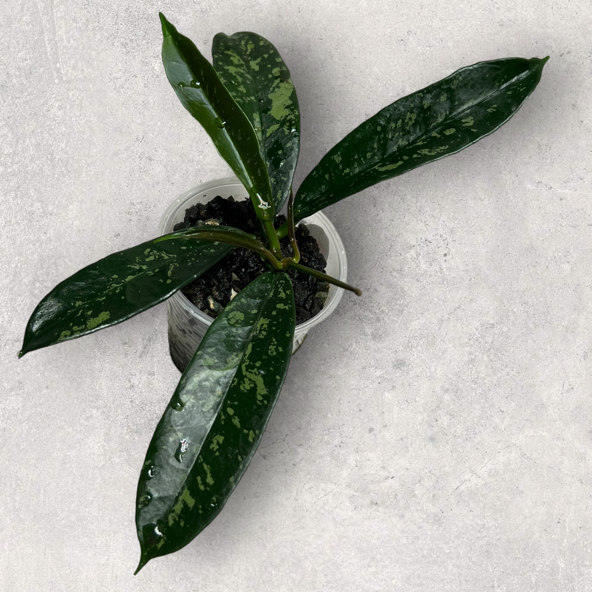 Hoya griffithii (silver)