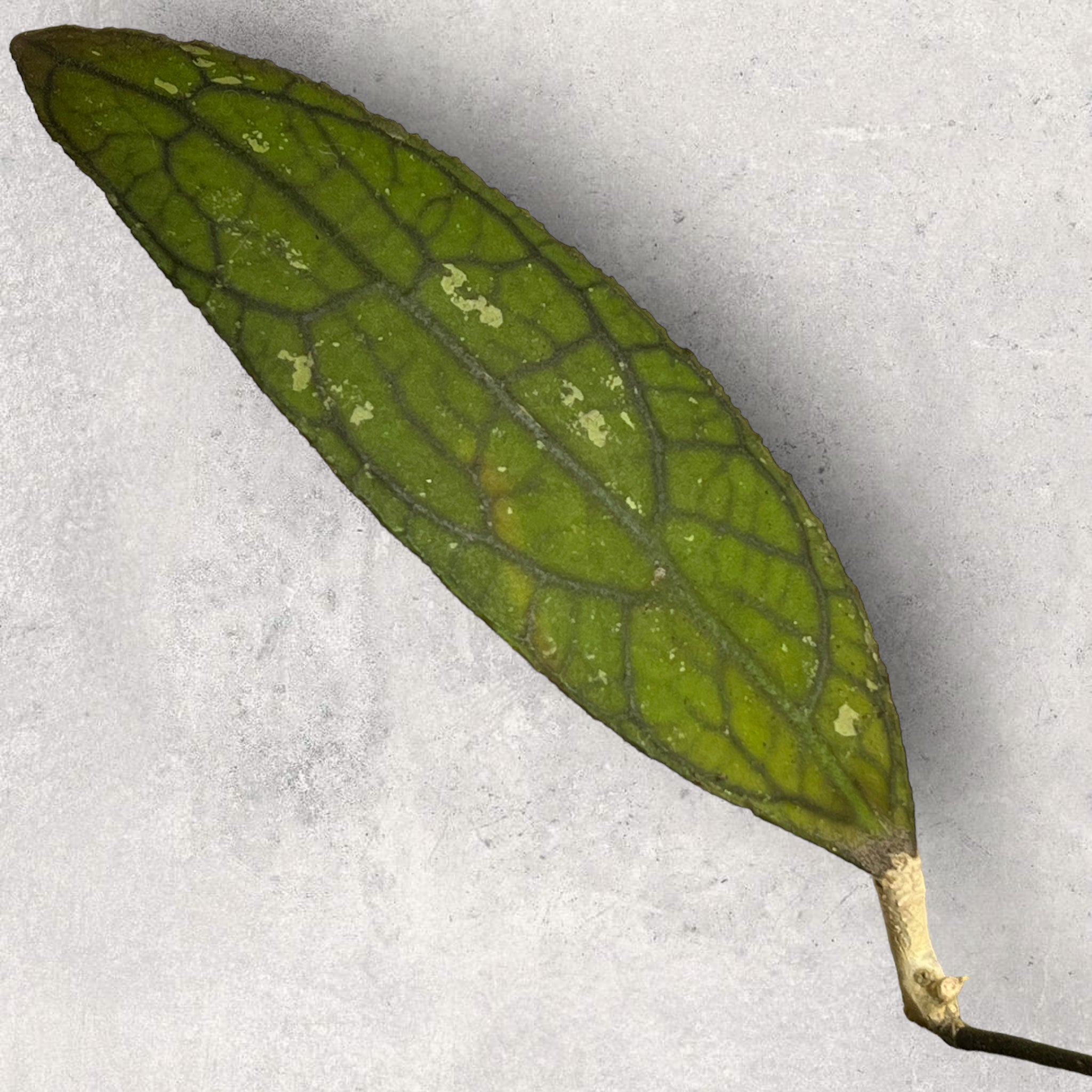 Hoya clemensiorum CL008