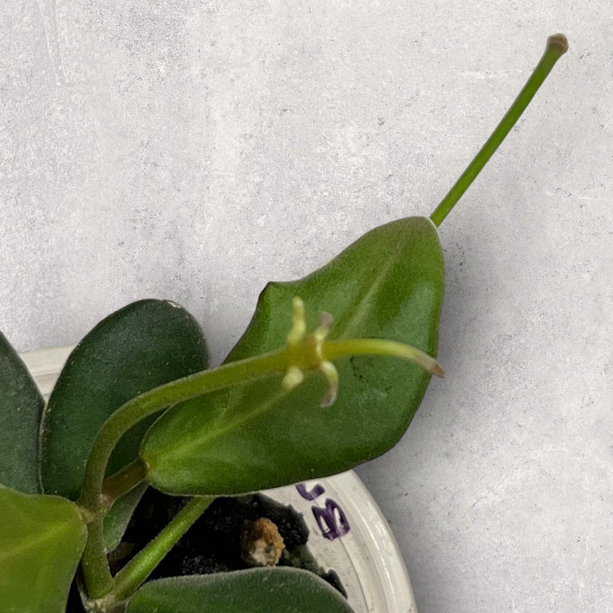 Hoya burtoniae panaché hbv001
