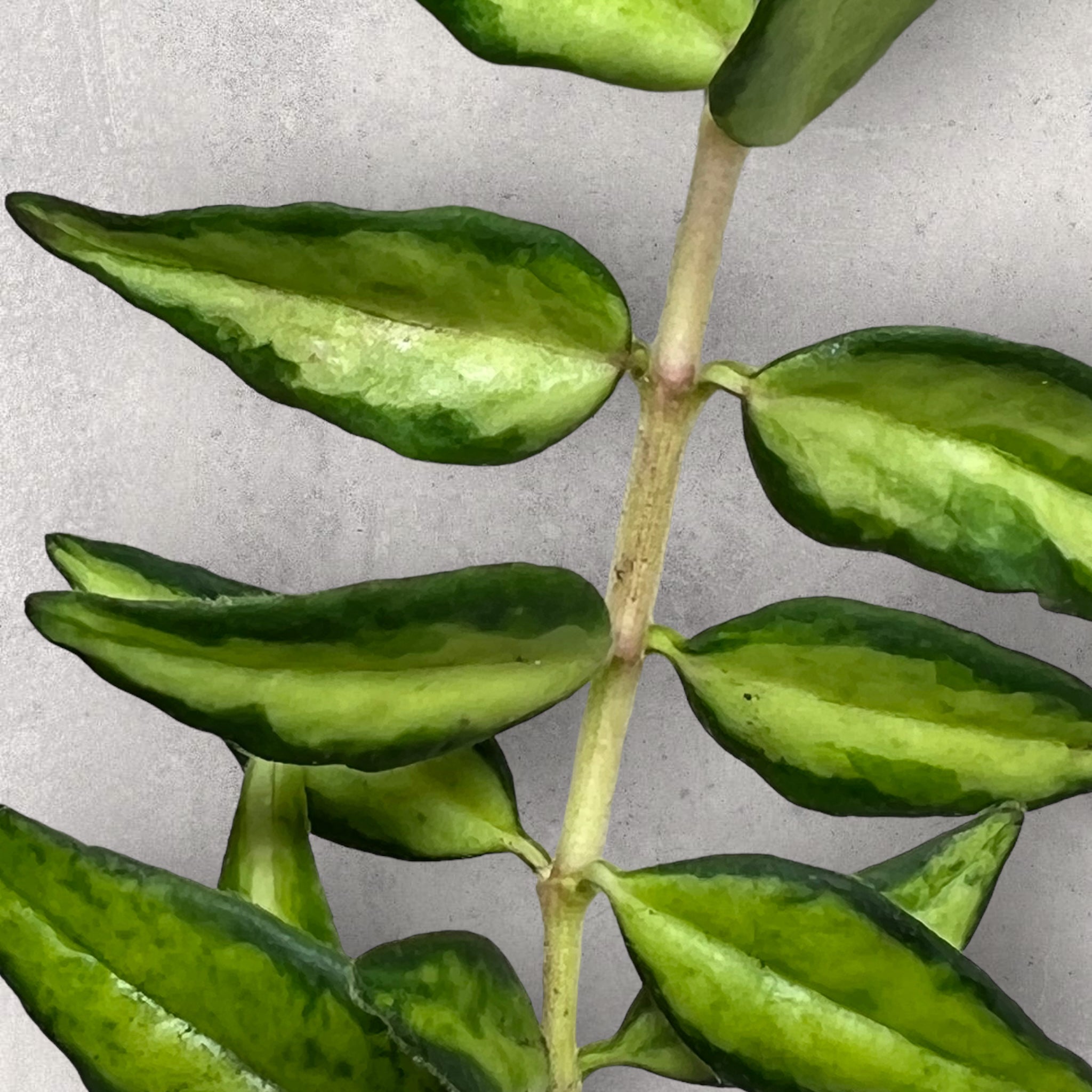 Hoya bella ‘Lida Buis’ BLB011