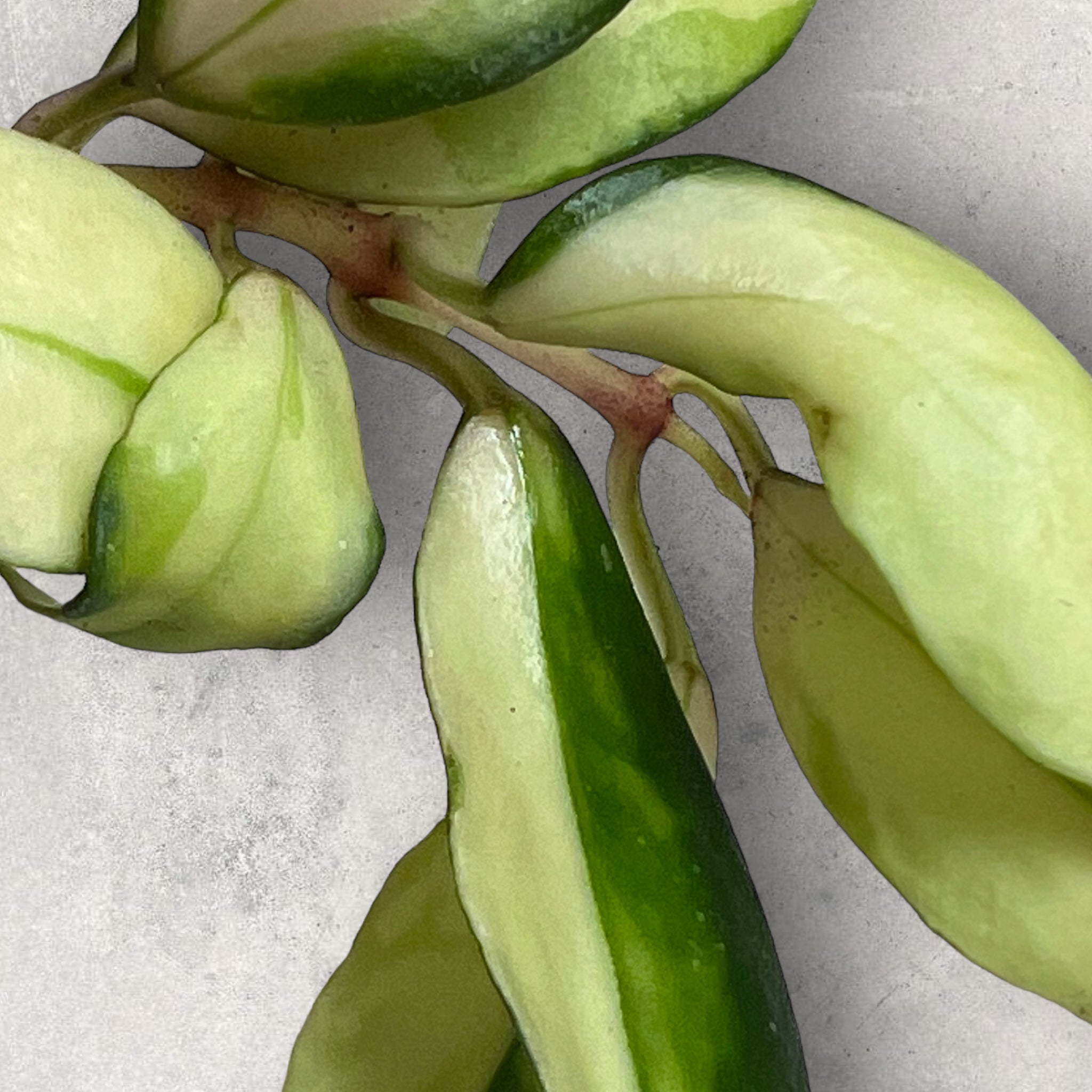 Hoya walliniana variegated HWV003