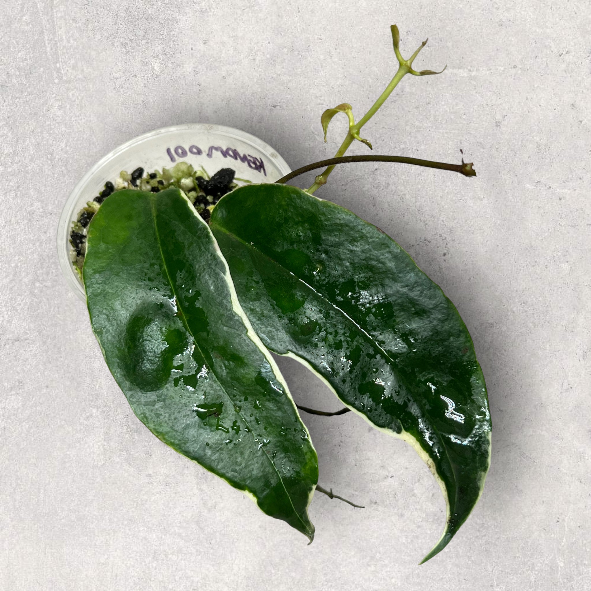 Hoya kenejiana (marge extérieure panachée) KENOM001