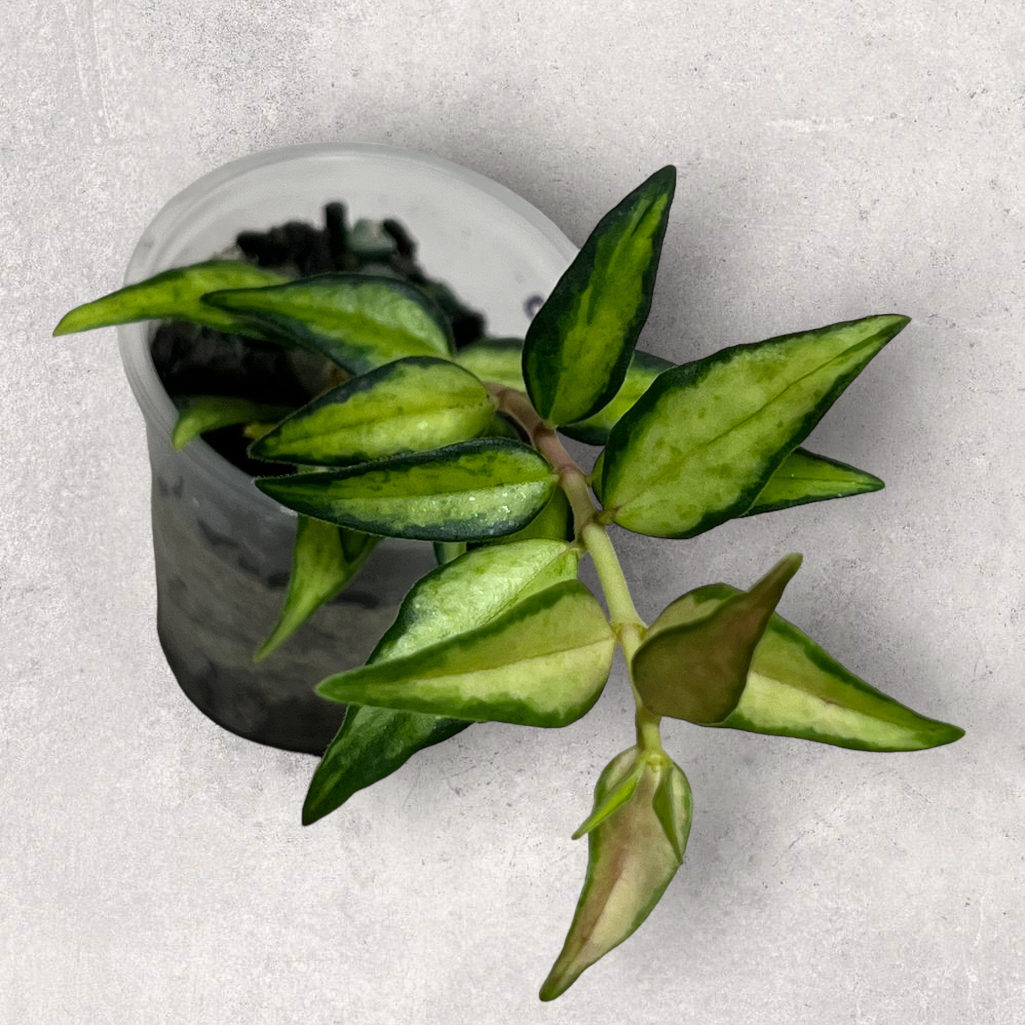 Hoya bella ‘Lida Buis’ BLB010