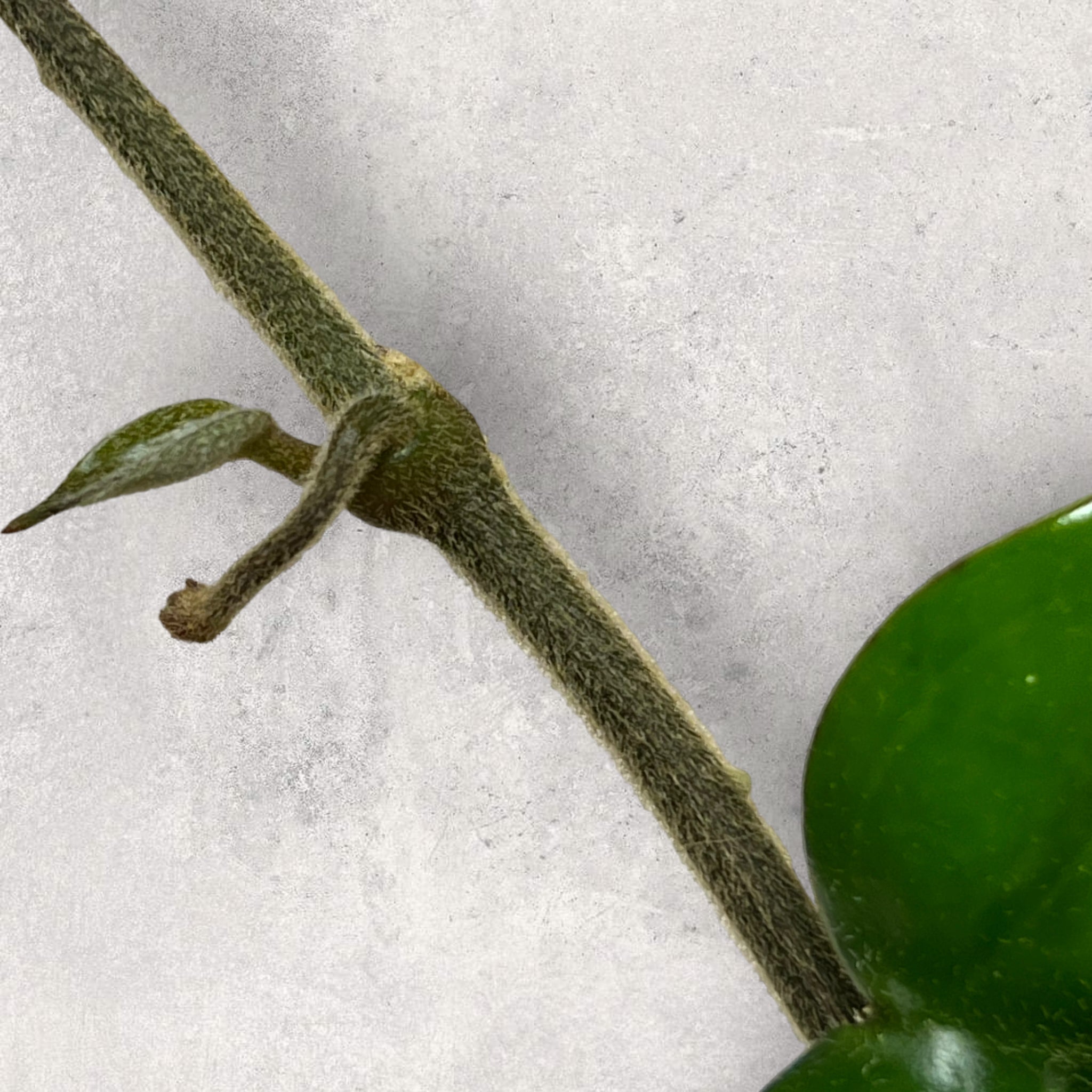 Hoya australis albo (panaché extérieur) haa001