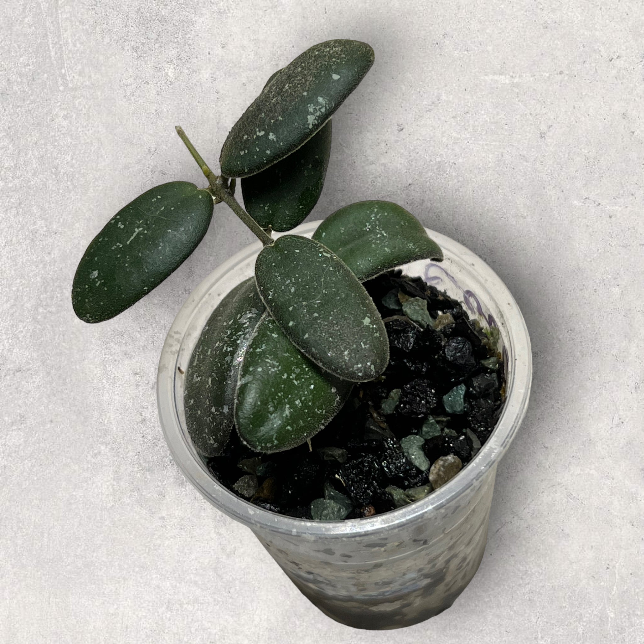 Hoya latifolia reine des neiges hsq003