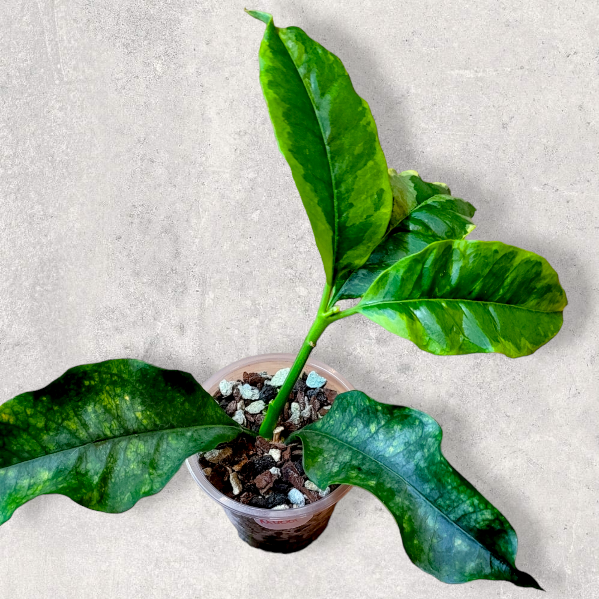 Hoya Multiflora Panaché MV001