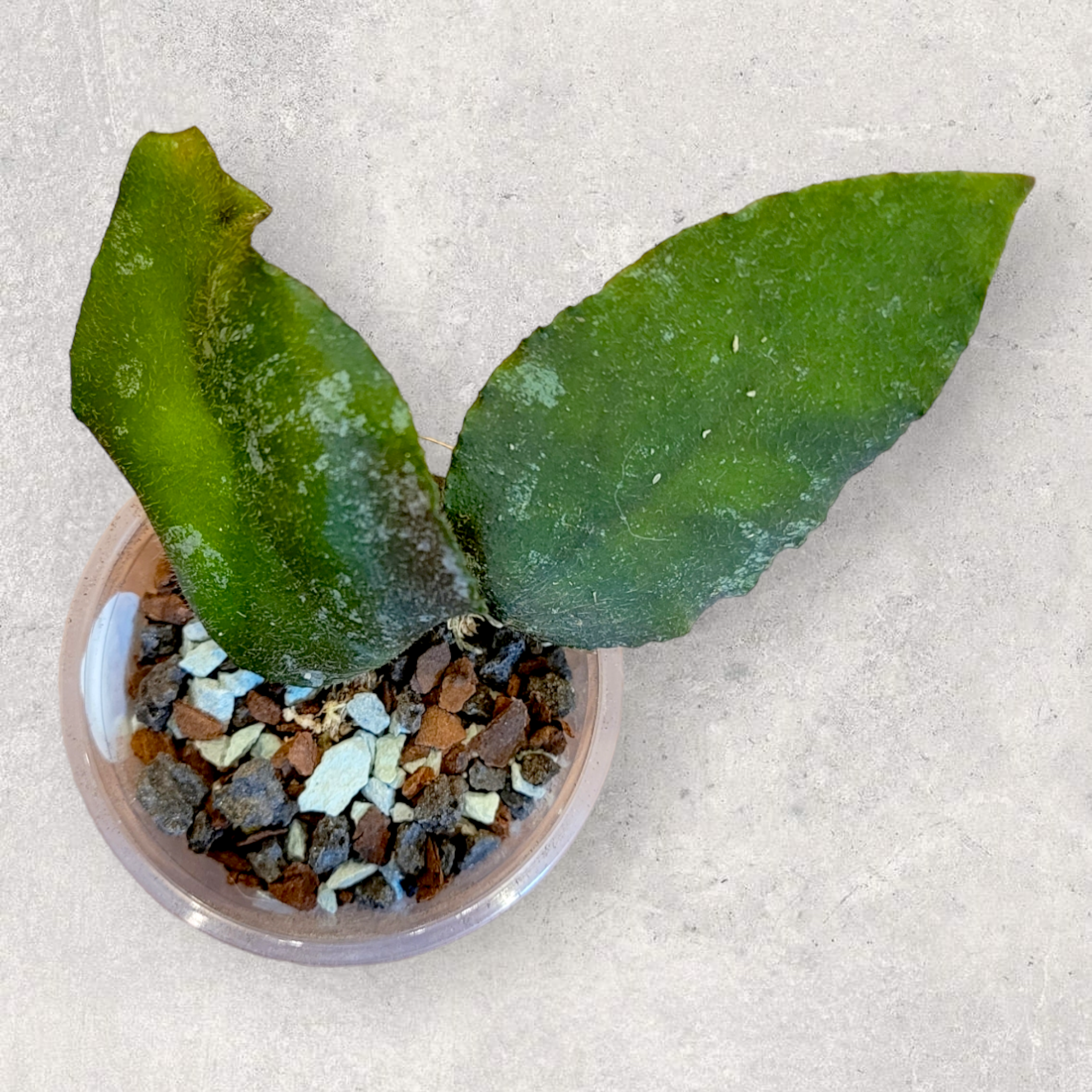 Hoya caudata 'Sumatra' csu004