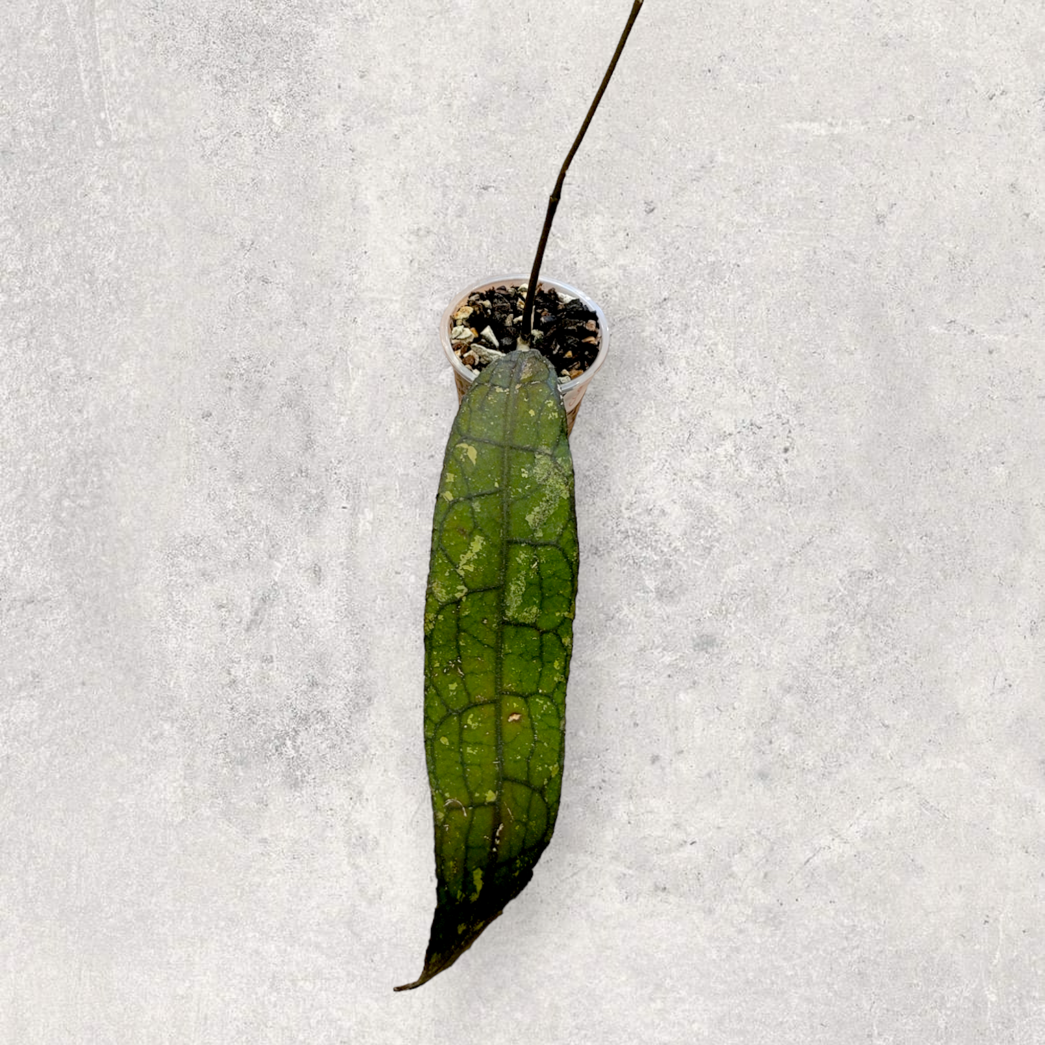 Hoya clemensiorum cl001