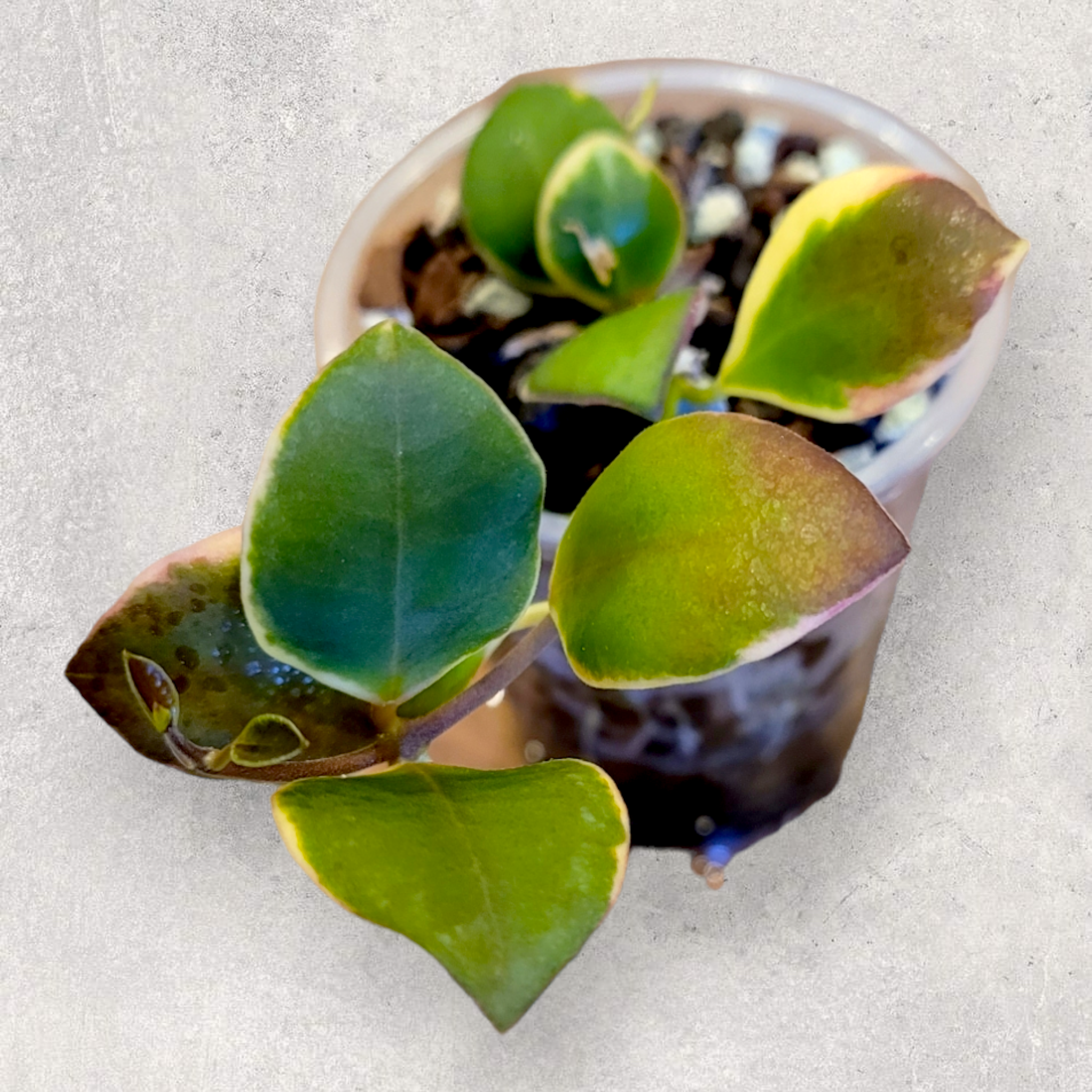 Hoya heuschkeliana (albomarginata) hha005