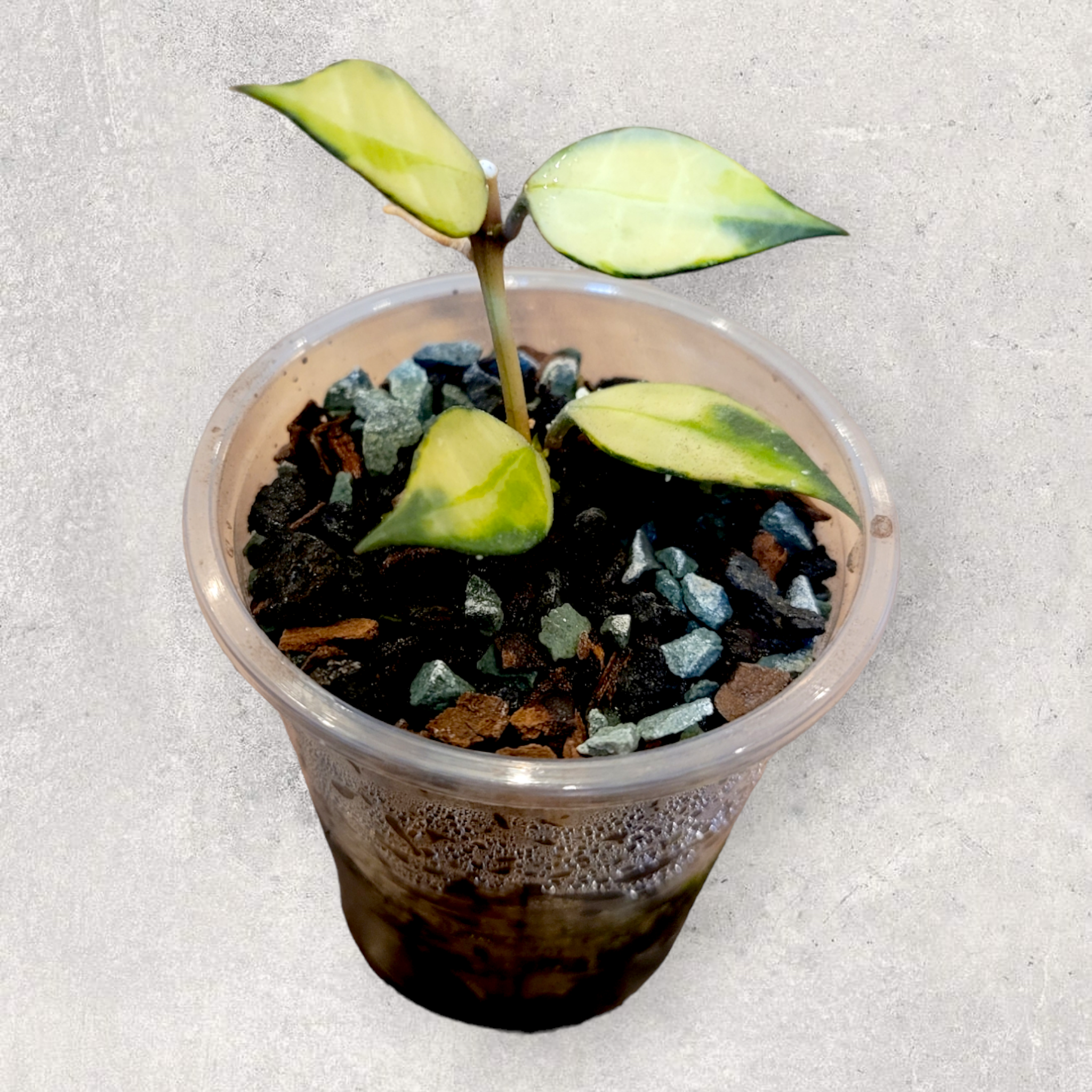 Hoya lacunosa panaché hlv001