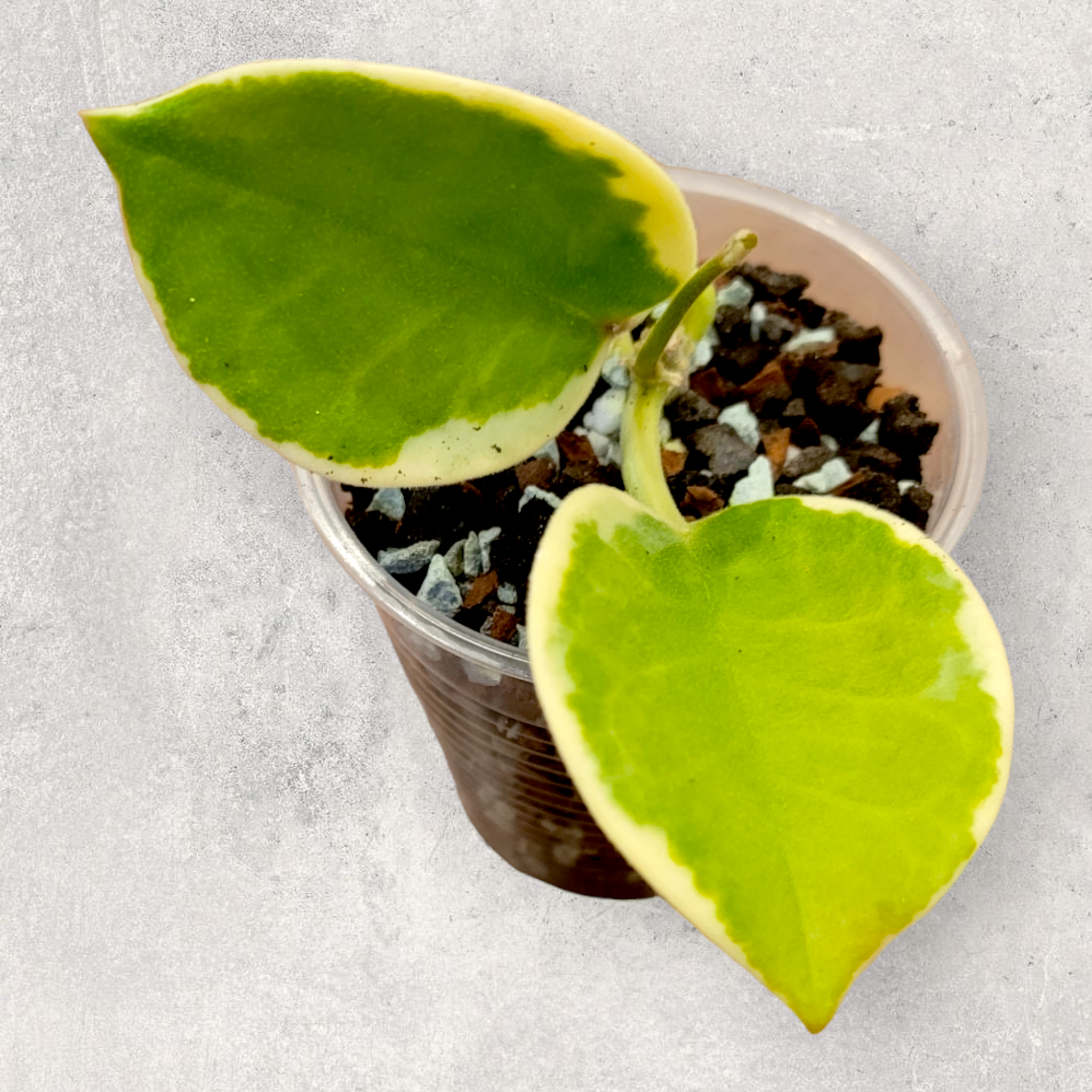 Hoya australis (extérieur panaché)(albo)haa001