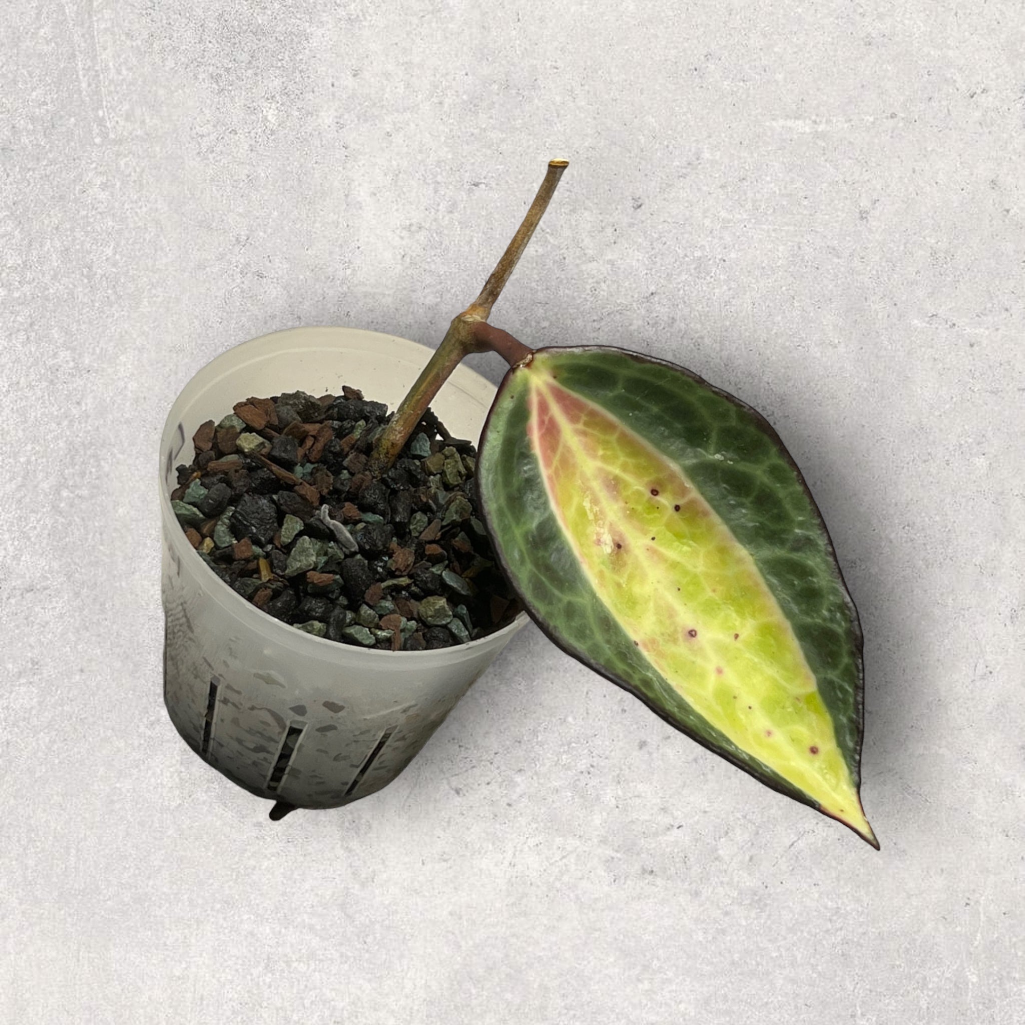 Hoya latifolia ‘Pot of Gold’ POG001