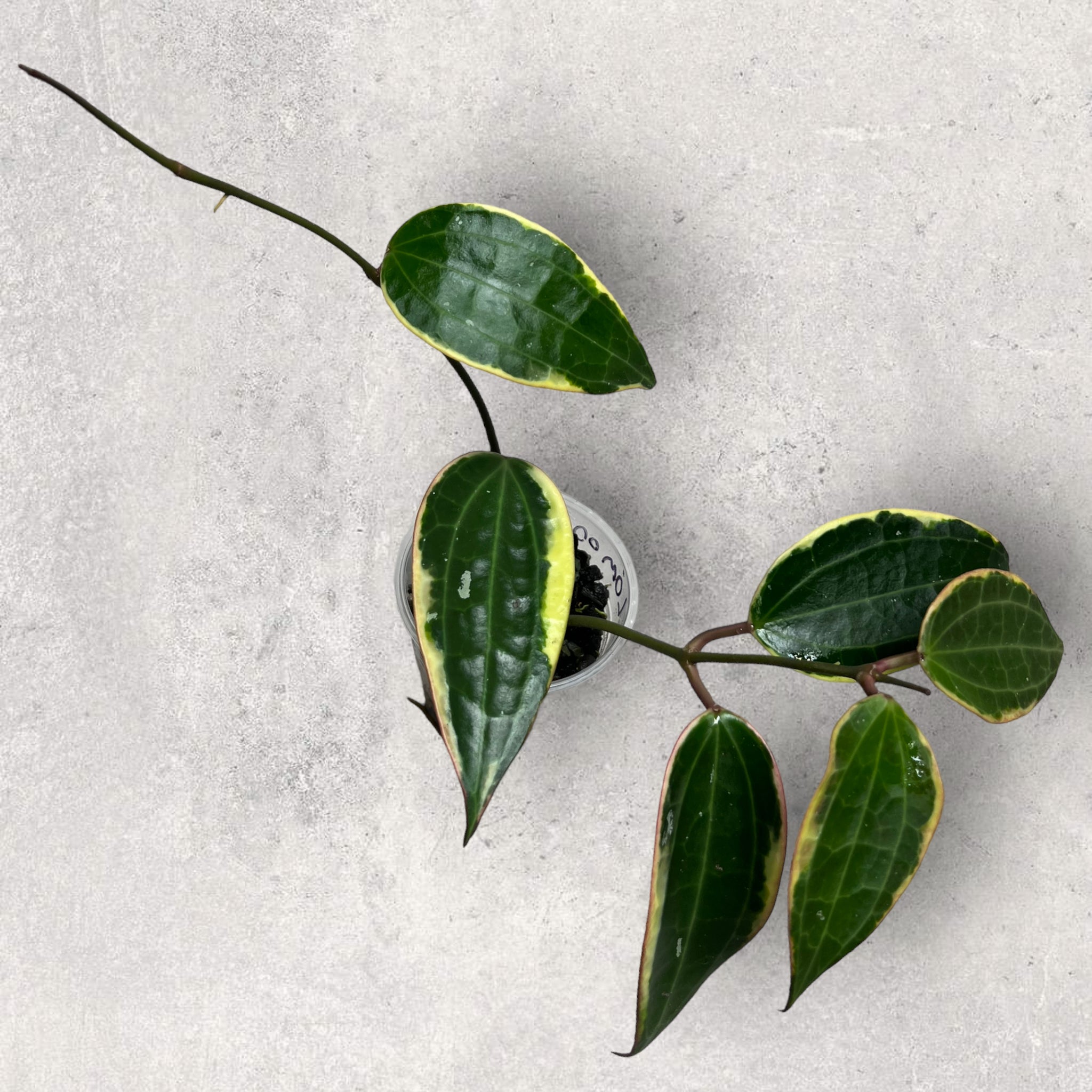 Hoya latifolia (outer margin variegated) LOM001