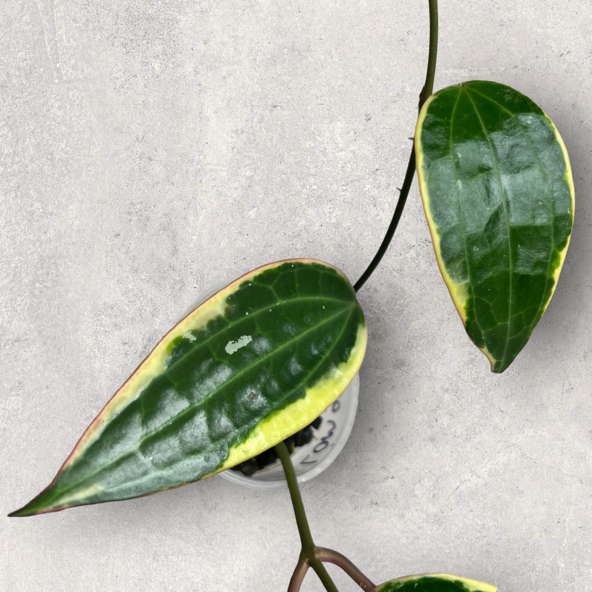 Hoya latifolia (outer margin variegated) LOM001